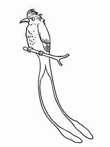 Flycatcher Coloring Scissor Tailed Tropical Pages Birds Supercoloring Drawing Printable Least sketch template