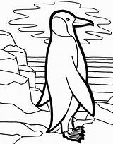 Penguin Penguins sketch template