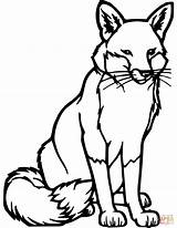 Fox Coloring Printable Red Pages Choose Board sketch template