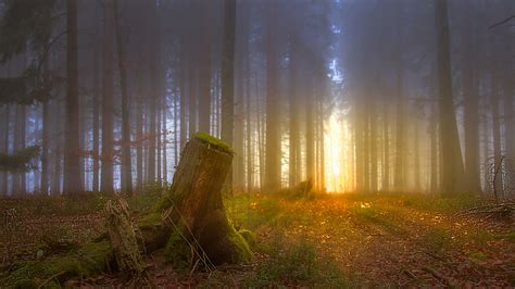 sonnenaufgang im nebelwald foto bild landschaft wald landschaften