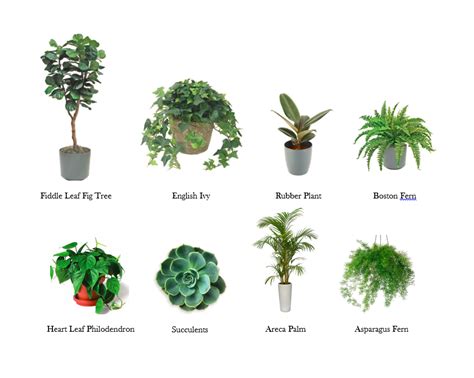 dirt   favorite house plants  carried affair blog