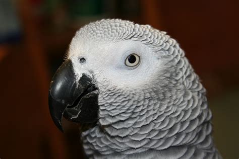 filecongo african grey parrot side  headjpg wikimedia commons