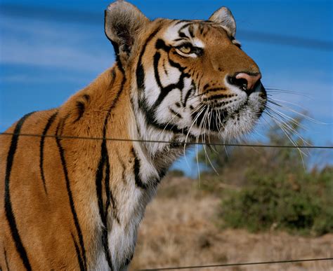 south china tiger  functionally extinct stuart bray