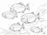 Piranha Coloring Red Pages Printable Shoal Animals Bellied Rainforest Amazon Template Piranhas Popular sketch template