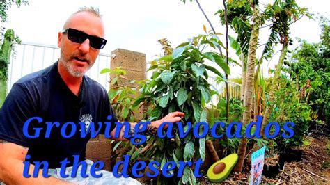 The Definitive Guide For Growing Avocado Trees Youtube
