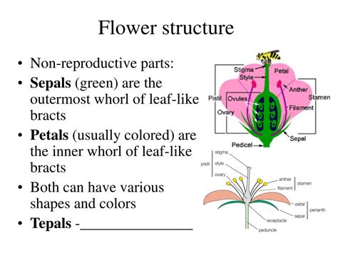 ppt gymnosperm intro and evolution life cycle and reproduction uses
