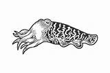 Cuttlefish Sketch Engraving Vector sketch template