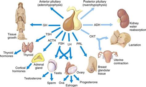 diseases and conditions of the endocrine system