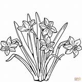 Coloring Pages Daffodils Printable Narcis sketch template