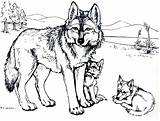 Wolf Coloring Pages Adults Kids Printable Print Colouring Puppy Drawing Beautiful Animal Grown sketch template
