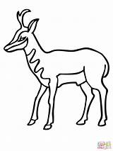 Pronghorn Antelope Coloring Drawing American Clipart Printable Pronghorns Pages Color Drawings Version Click Silhouettes Getdrawings Supercoloring Categories 2000px 14kb 1500 sketch template