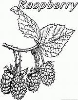 Raspberry Coloring 123coloringpages Fruit sketch template