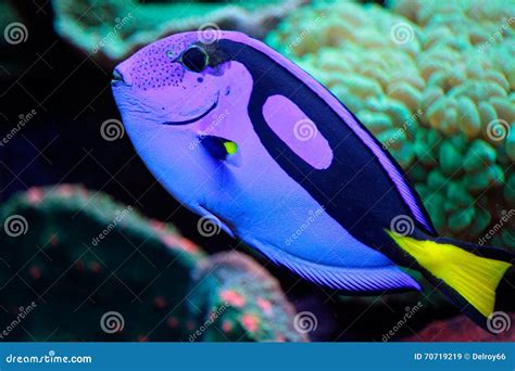 beautiful fish living   deep ocean life stock image image  blue colors