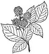 Coloring Raspberries Raspberry Leaves Three sketch template