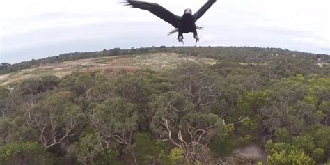 eagle takes  drone  spectacular australian video footage huffpost uk