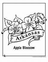 Arkansas Coloring Flower State Pages Jr Printable Bird Woo Activities Kids Dakota South Blossom Apple Print Flowers Razorbacks Tattoo Color sketch template