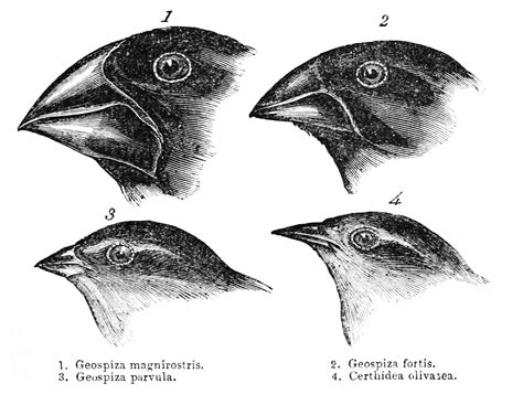File Darwin S Finches By Gould  Wikimedia Commons