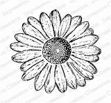 Daisy Drawn Hand Impression Obsession Mounted Tara Caldwell Cling Stamp Rubber Clg Io Number Part sketch template
