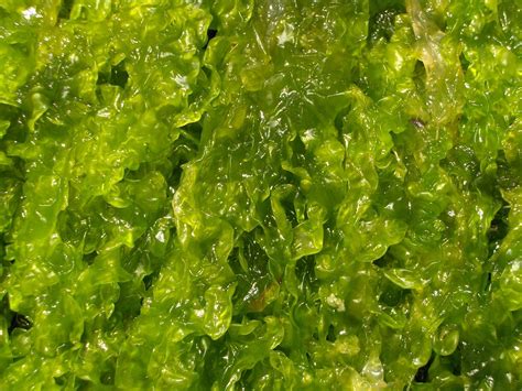 bright green seaweed    photo  freeimages