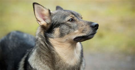 dog breeds latest news  update  dog breeds