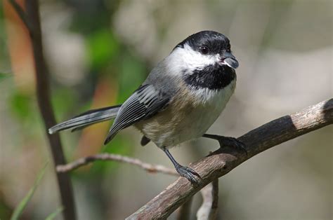 south shore bird club  ma outer cape