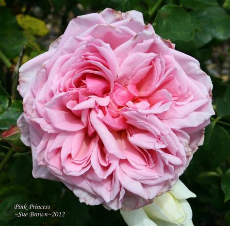 rose rosa pink princess   roses  gardenorg