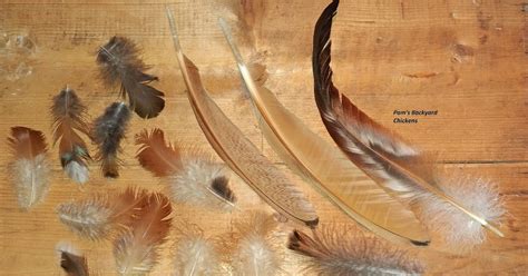 pams backyard chickens  guide  chicken feather types