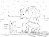 Polar Ours Polaire Colorare Cuccioli Orso Polare Cubs Orsi Disegni Polari Oursons Printable Kindergarten sketch template