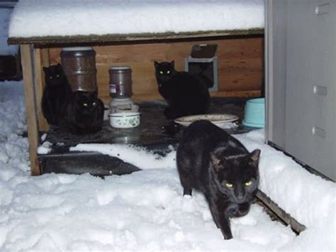 build  feral cat shelter   winter catster