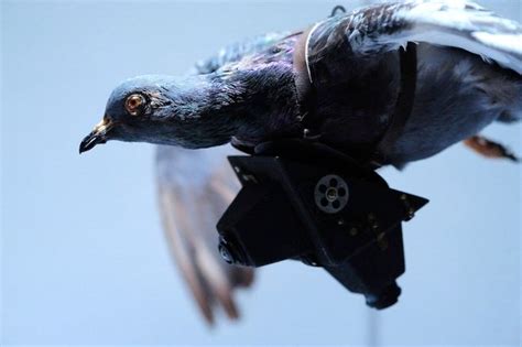 wwi pigeon camera early dji prototype dji phantom drone forum