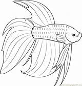 Fish Betta Coloring Pages Beta Color Red Print Fighting Siamese Printable Template Getcolorings Designlooter Search Coloringpages101 Drawings Templates 81kb Other sketch template