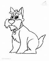 Schnauzer Coloring Pages Miniature Getcolorings Printable sketch template