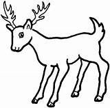 Outline Animals Wild Coloring Pages Colouring Clipart sketch template
