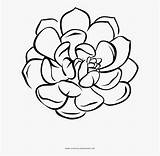Succulent Coloring Clipartkey sketch template