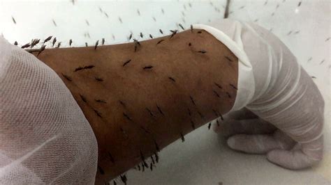 malaria researcher lets mosquitoes   bite nbc news