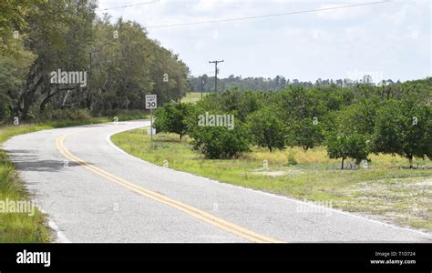 orange trees  rural highway  central florida stock photo alamy