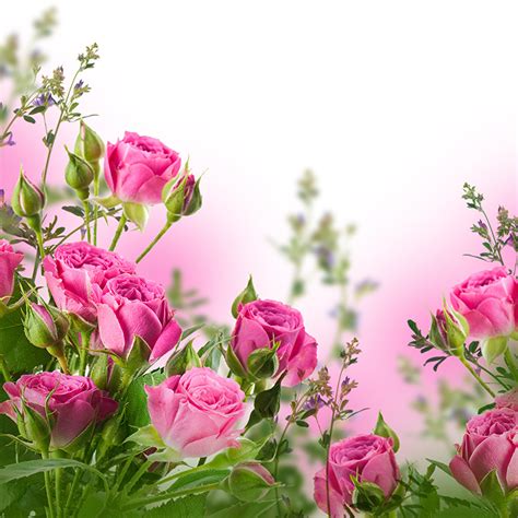albumes  imagen de fondo fondos de pantalla de rosas rosas cena hermosa