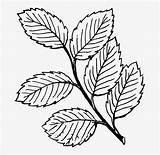 Leaves Stem Colouring Vine Drawn Plant Nicepng sketch template