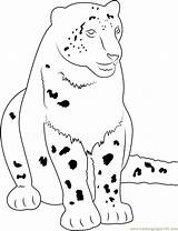 Leopard Coloring Snow Cute Pages Coloringpages101 Printable Kids Animals Color sketch template