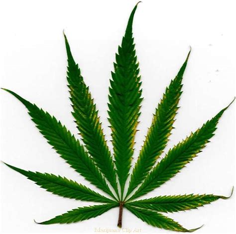 california medical association calls  legalization  marijuana jonathan turley