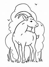 Cabra Capra Colorat Goat Planse Desene Cabras Montesa Kolorowanki Kozy Ziege Cu Iezi Capre Ausmalbilder Animada Imprimer Tapi Animale Dibujar sketch template