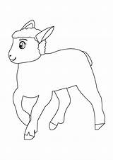 Lamb Coloring Pages Easter Spring Kids Index Print sketch template