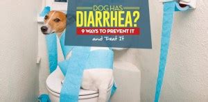dog  diarrhea  ways  prevent  treat