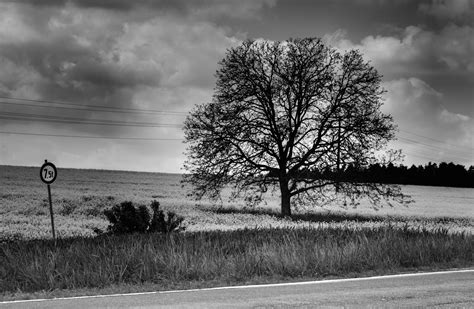 schwarz weiss landschaft foto bild landschaft baum fruehling