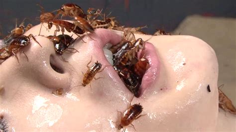female insect torture