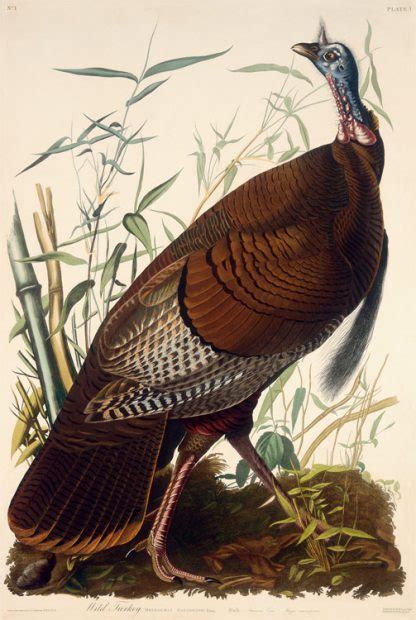 wild turkey male audubon prints