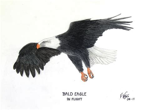 bald eagle drawings bald eagle  flight drawing bob ruck