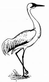 Crane Coloring Bird Sandhill Pages Netart sketch template