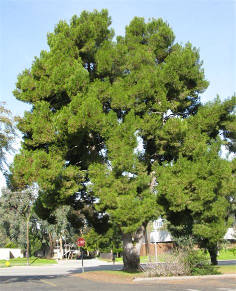 ufei selectree a tree selection guide