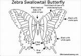 Butterfly Zebra Swallowtail Drawing Enchantedlearning Printout Species Lady Genus Animal Zebras Butterflies Yellow Enchanted Gif Printouts sketch template